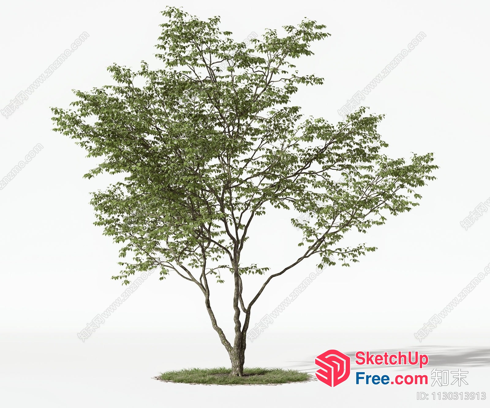 Single Tree With Grass Surrounding 3D SketchUp File
