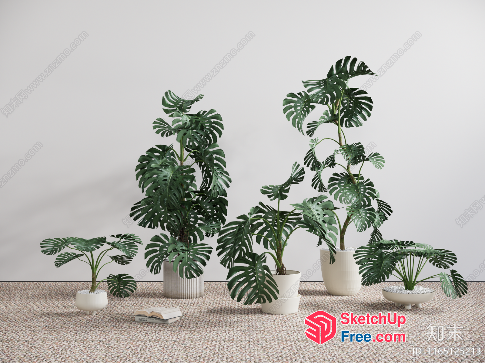 Potted Monstera Plants In White Pots 3D SketchUp File