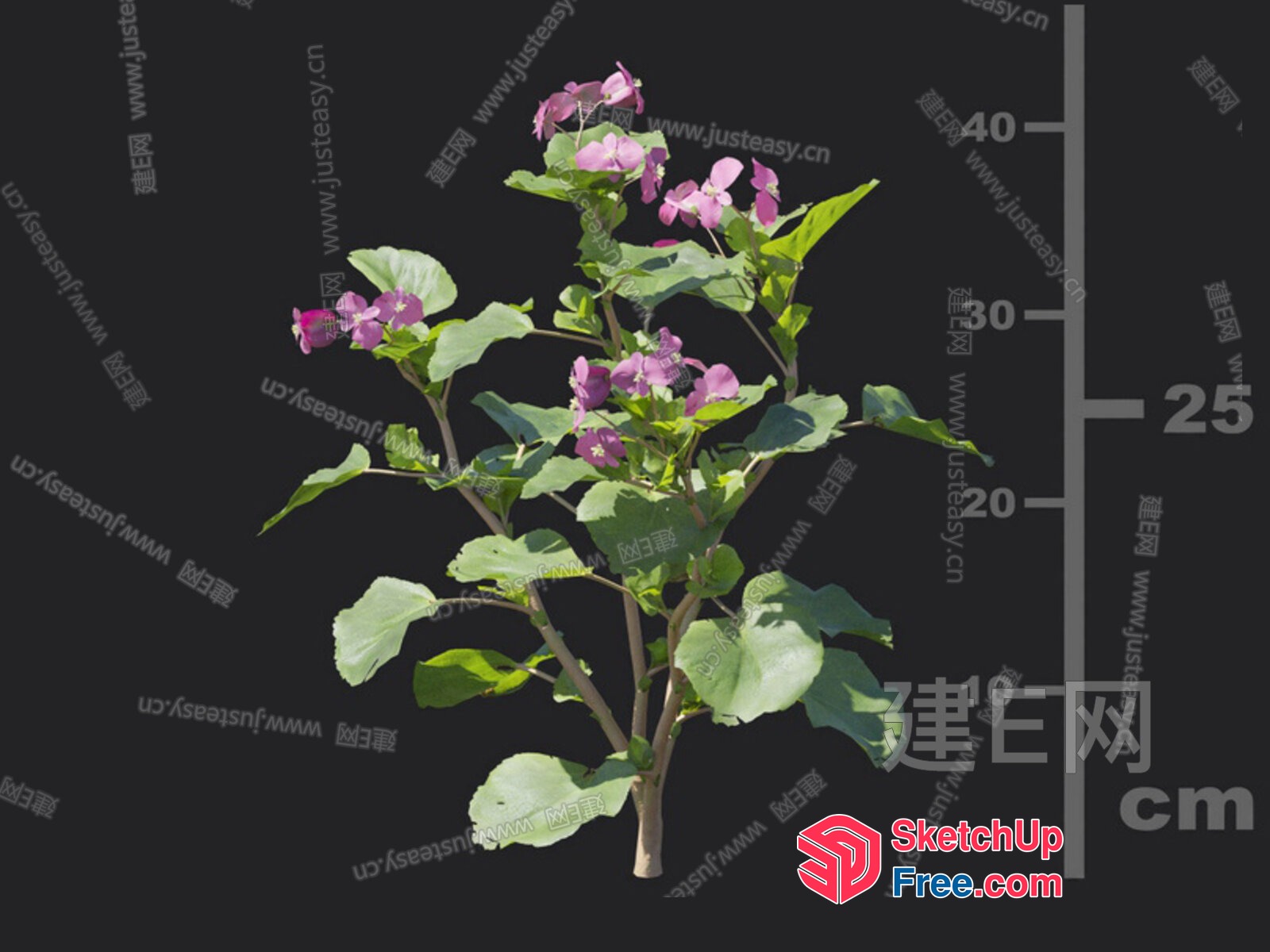 A Plant With Green Leaves And Pink Flowers 3D SketchUp File