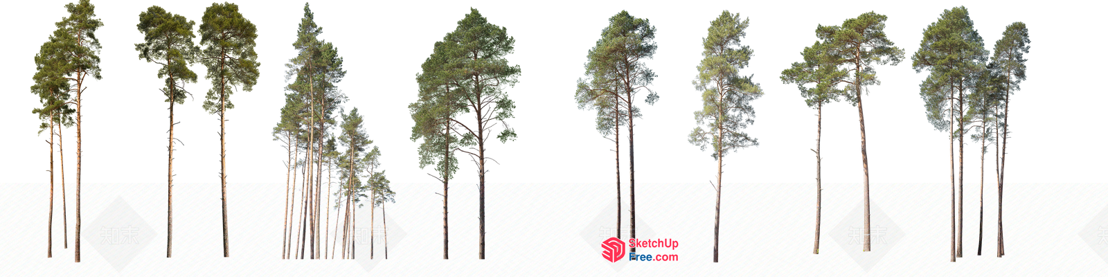 Tall Trees Standing Together In A Row 3D SketchUp File