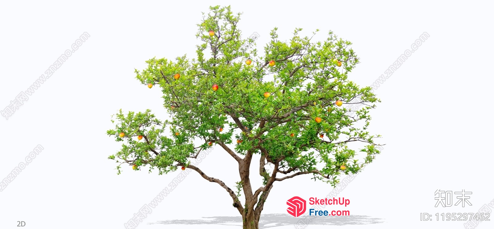 A Tree With Green Leaves And Fruits 3D SketchUp File