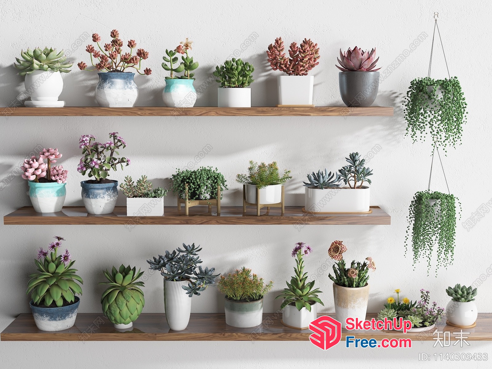 Colorful Succulent Plants On Wooden Shelves 3D SketchUp File