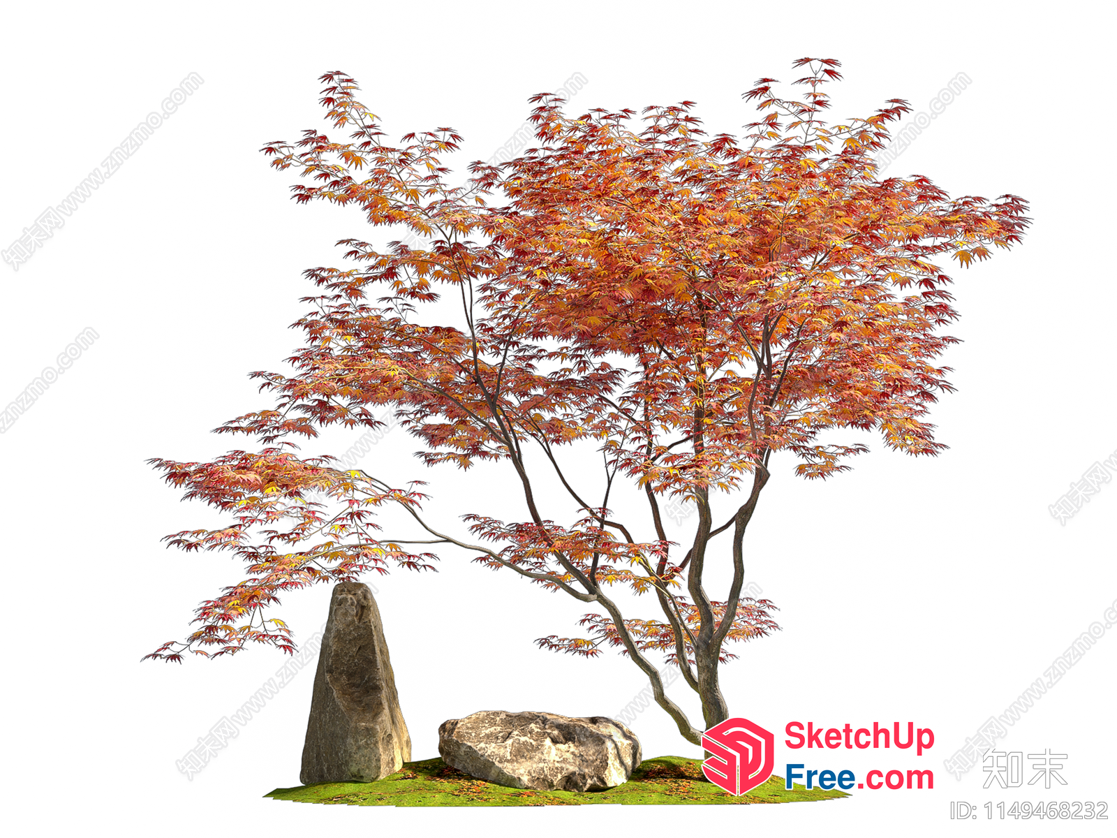 Japanese Maple Tree With Stone And Rock 3D SketchUp File