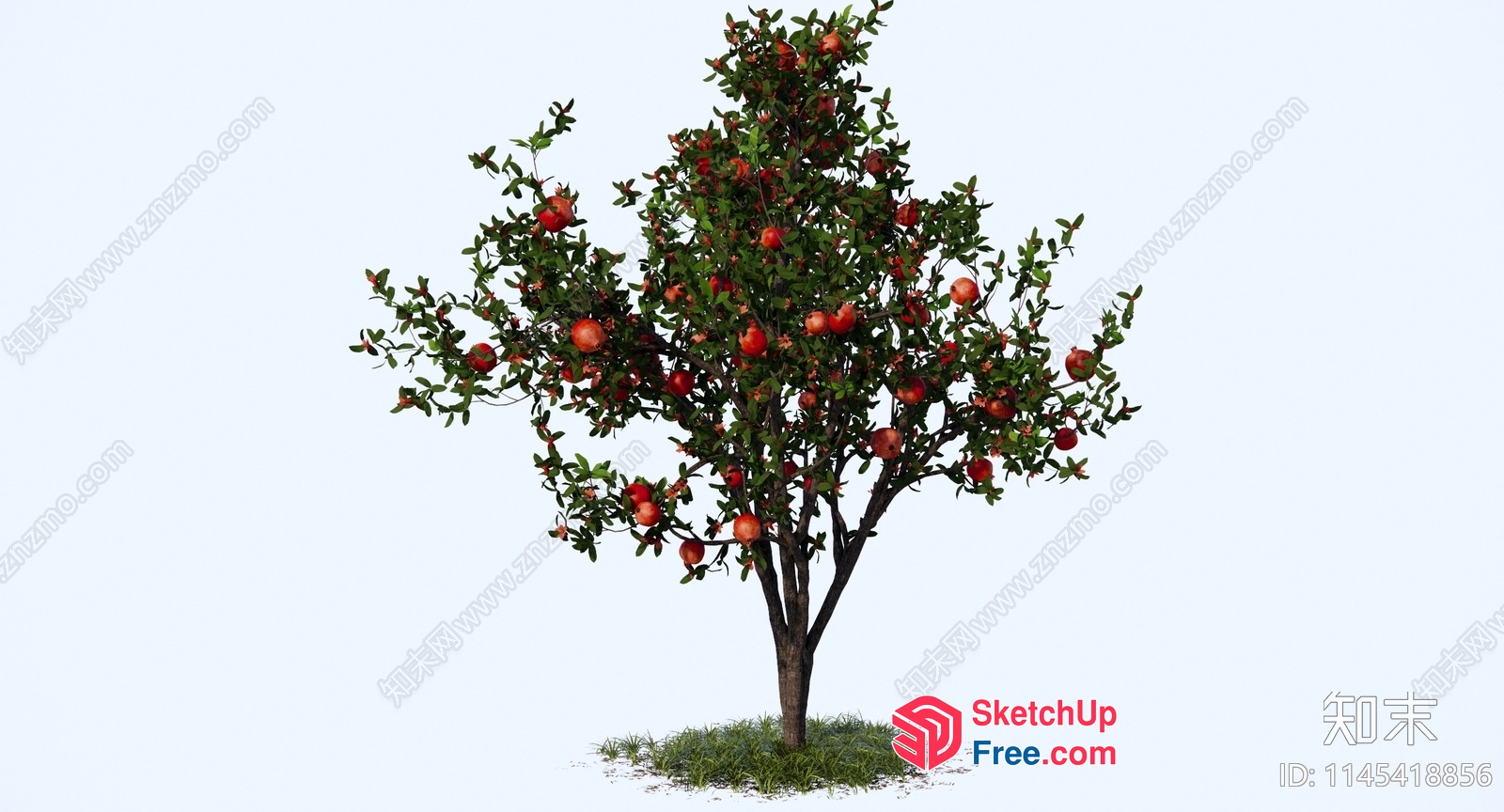 A Tree With Pomegranates 3D SketchUp File