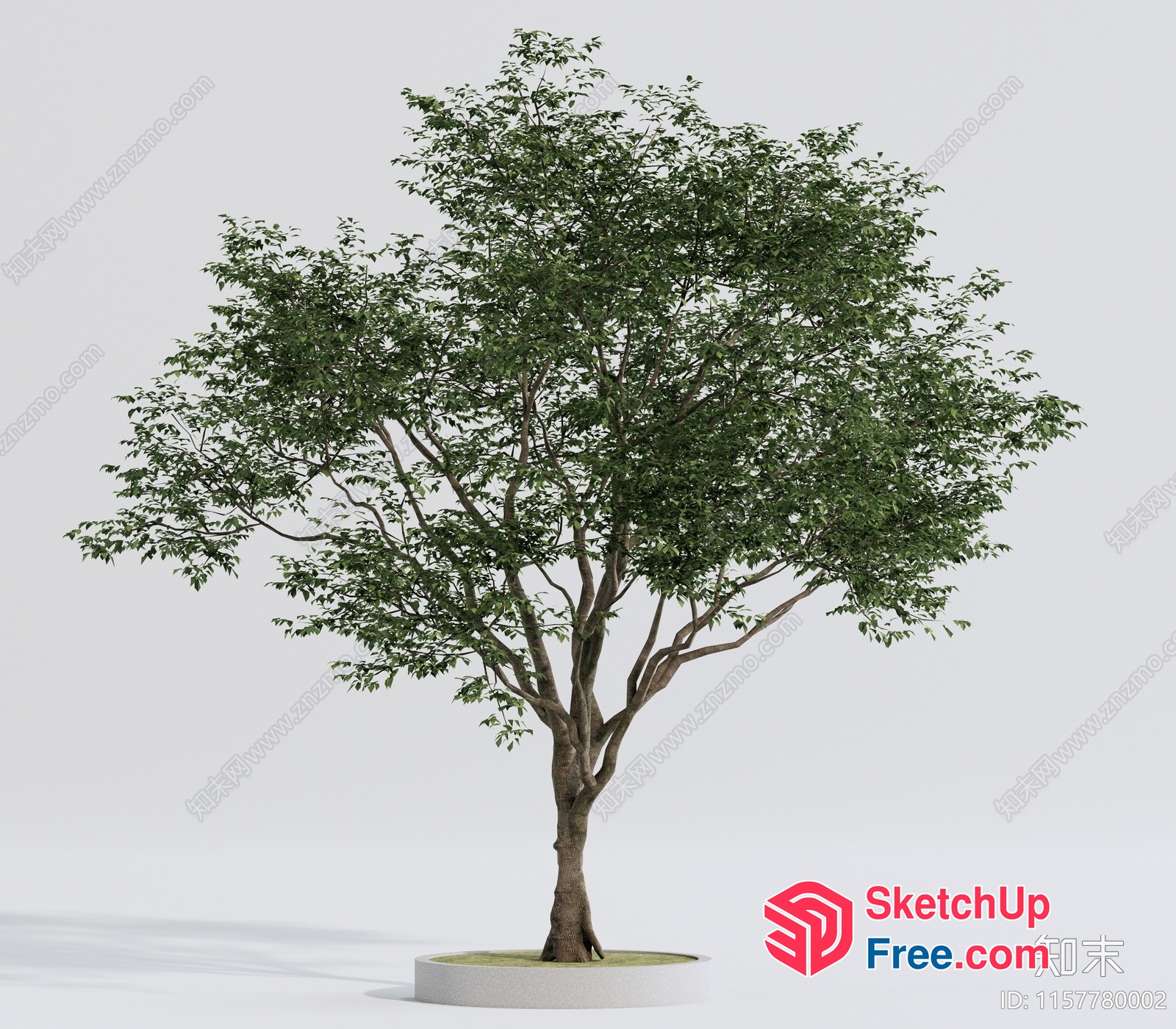 A Tree Standing On A Circular Platform 3D SketchUp File
