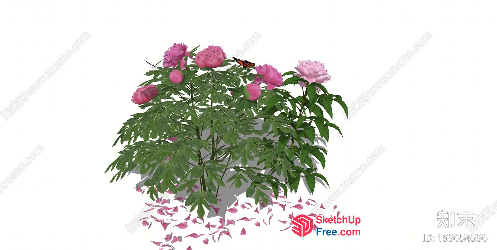 Vibrant Pink Peony Plant With Butterfly 3D SketchUp File