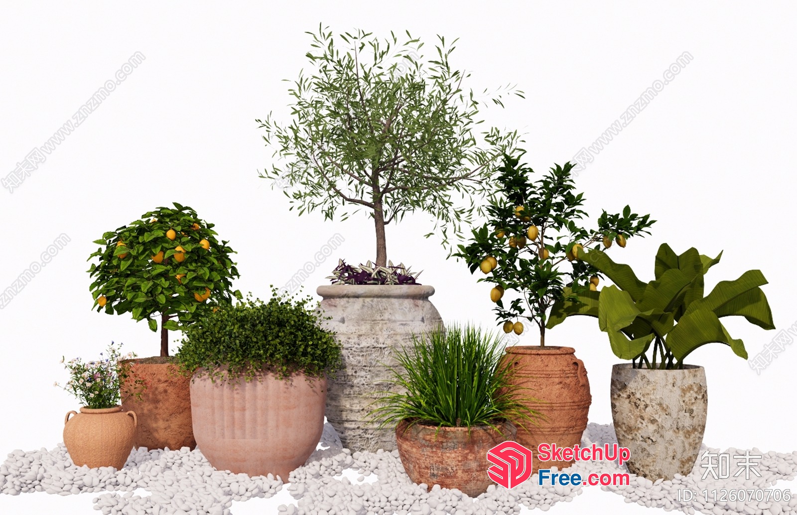 Potted Plants And Trees In Clay Pots 3D SketchUp File