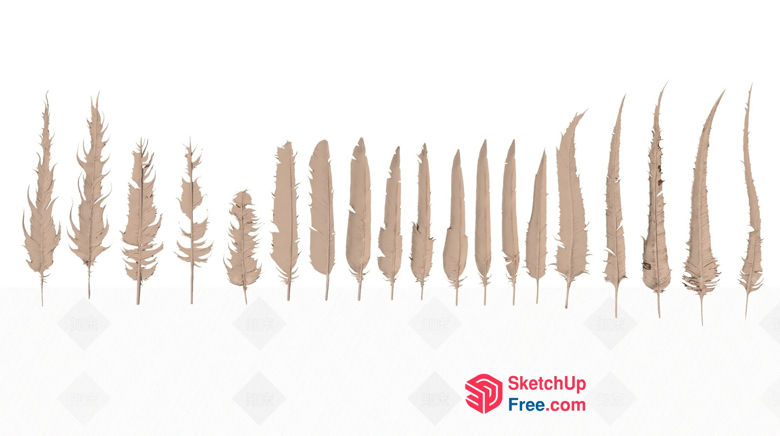 Feather Arrangement On White Background 3D SketchUp File