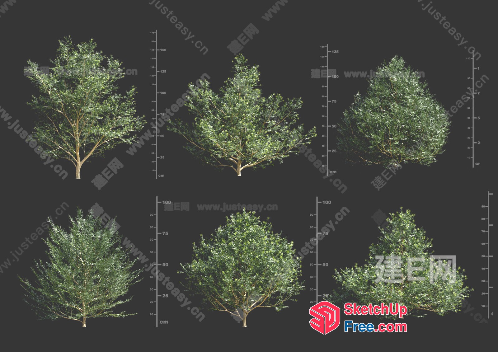 Tree Variations In Different Sizes 3D SketchUp File