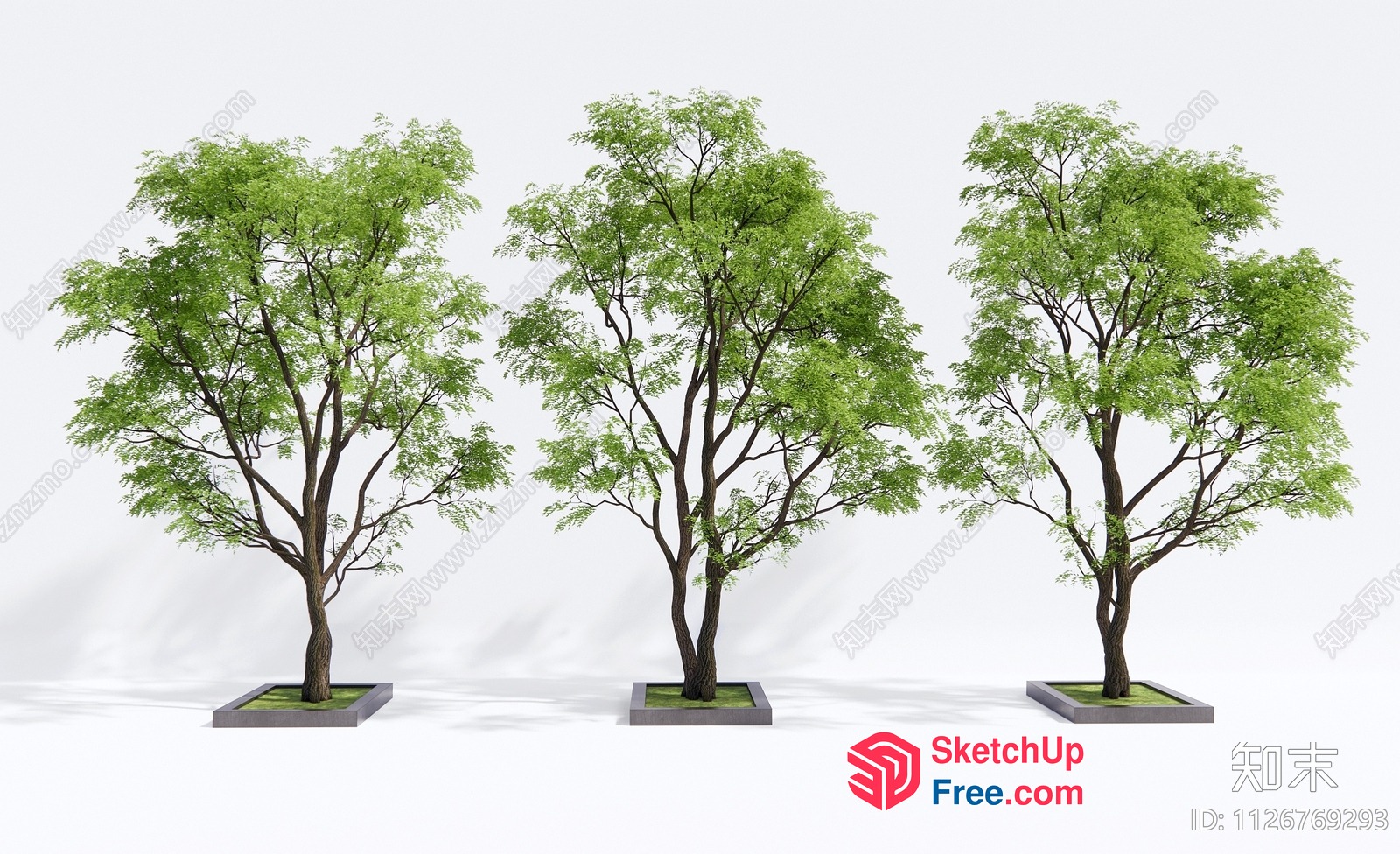 Three Trees In Square Pots 3D SketchUp File