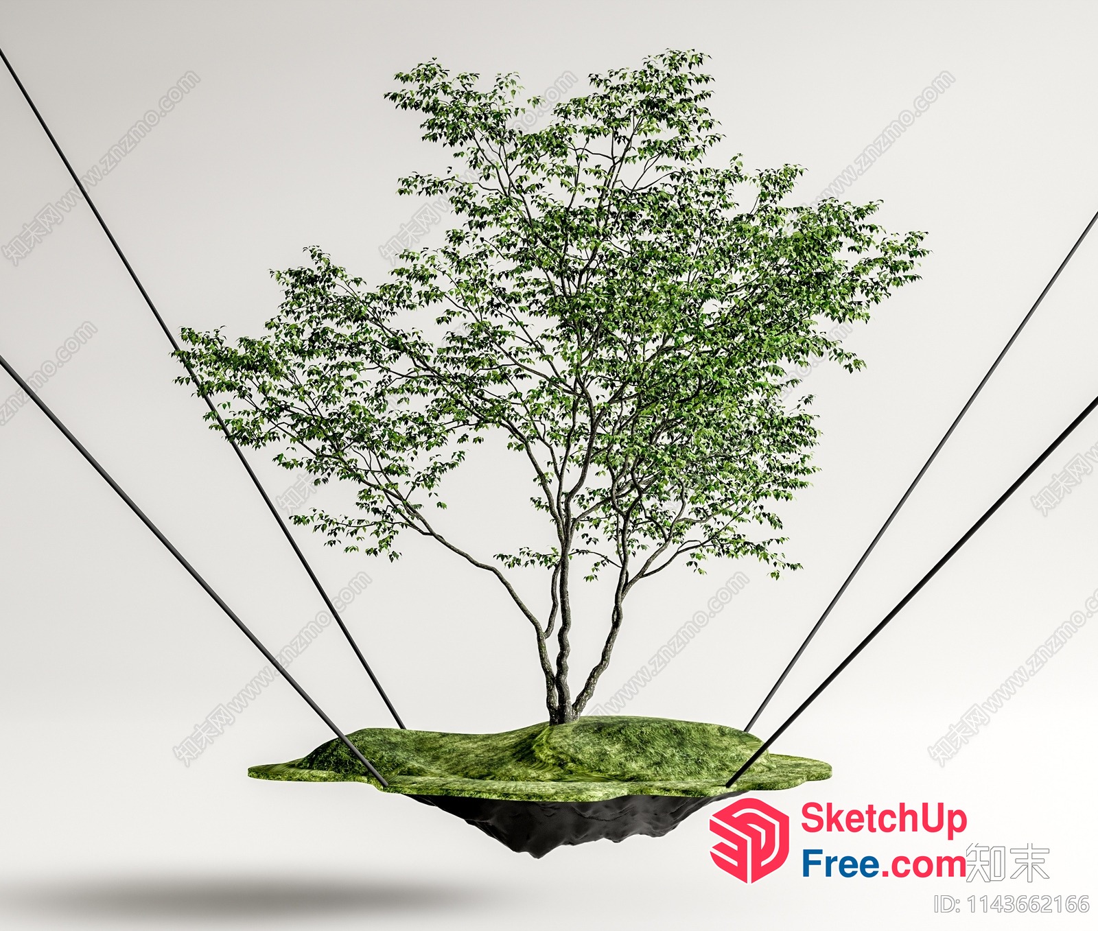 Tree Growing Out Of A Hole In The Ground 3D SketchUp File