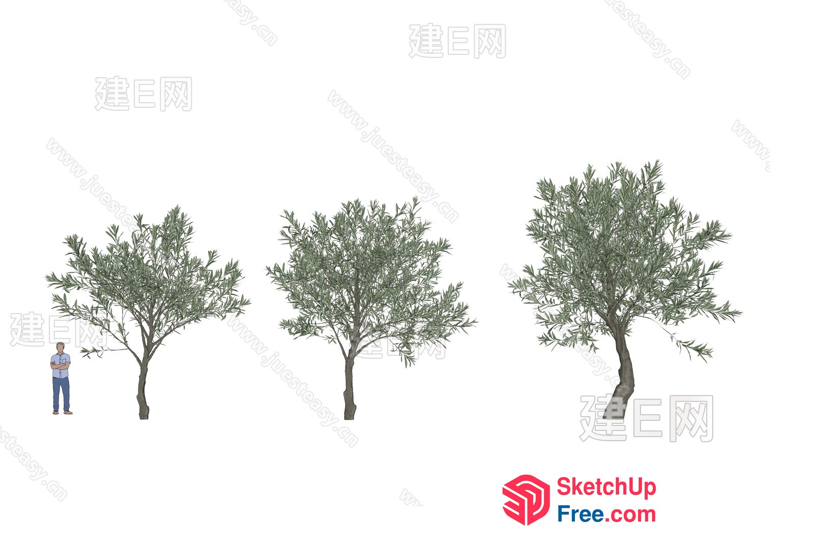 Olive Tree Illustration Set 3D SketchUp File