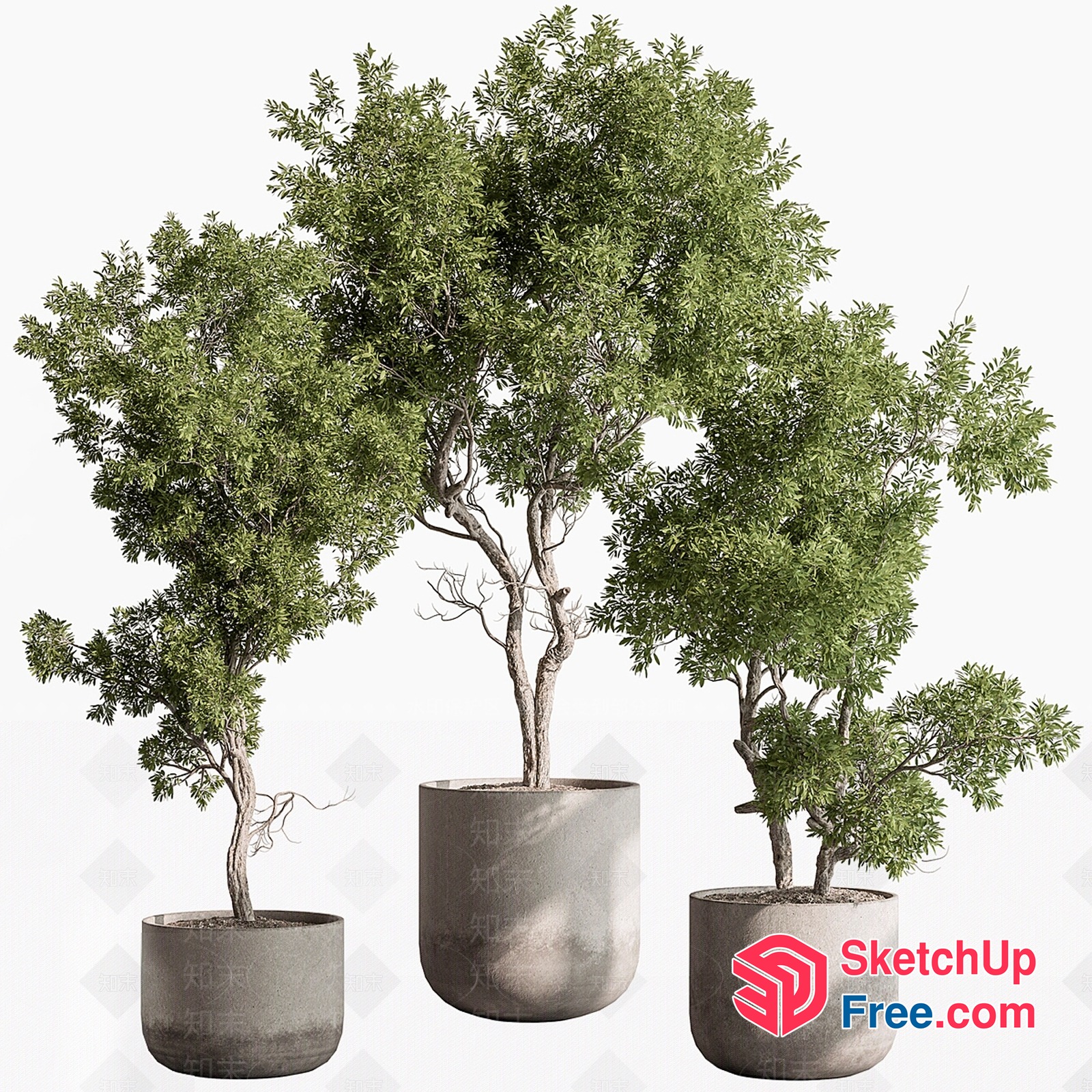 Potted Trees In Concrete Pots 3D SketchUp File