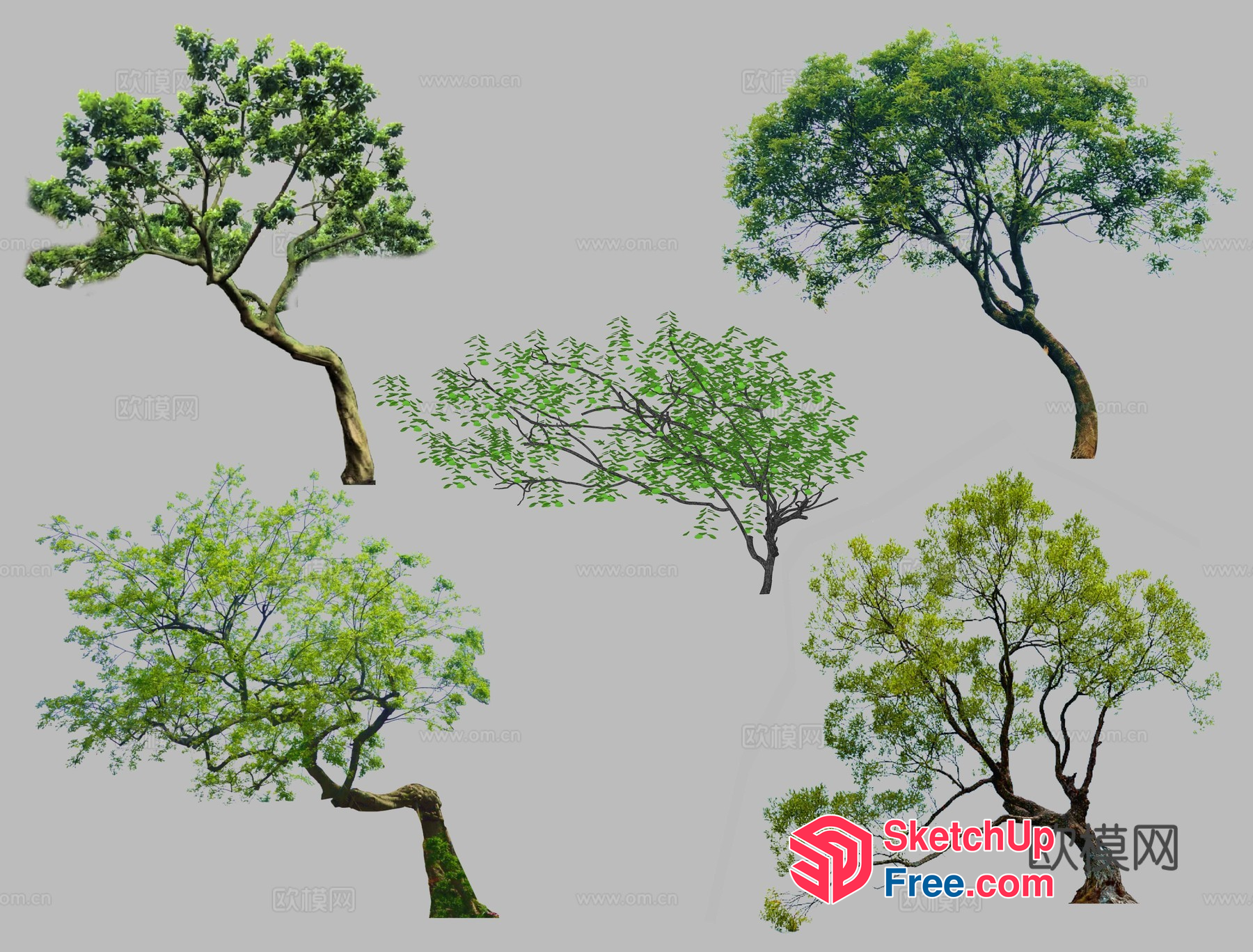 Tree Collection In Various Styles 3D SketchUp File