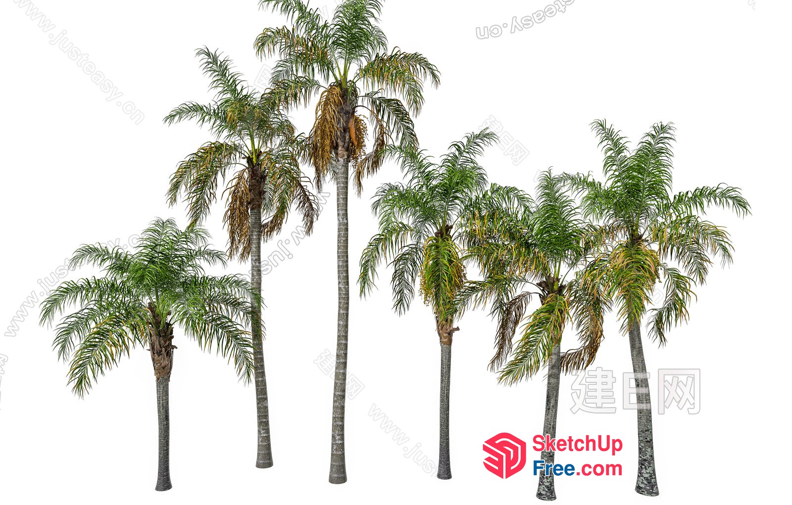 Palm Trees In A Row 3D SketchUp File