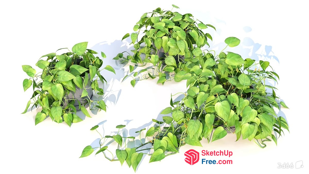 Potted Green Leafy Plants In White Pots 3D SketchUp File