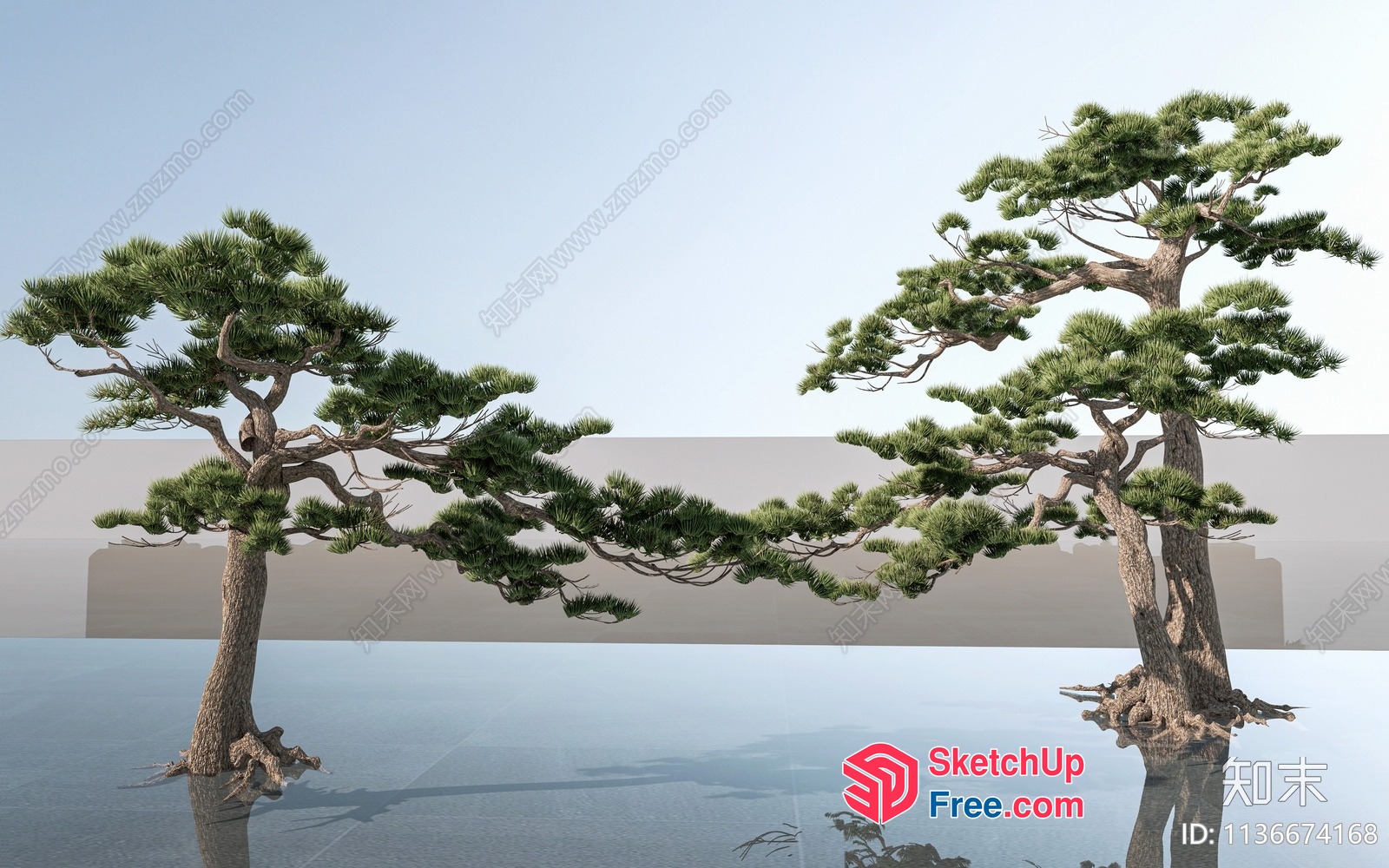 Two Japanese-Style Pine Trees In A Serene Setting 3D SketchUp File