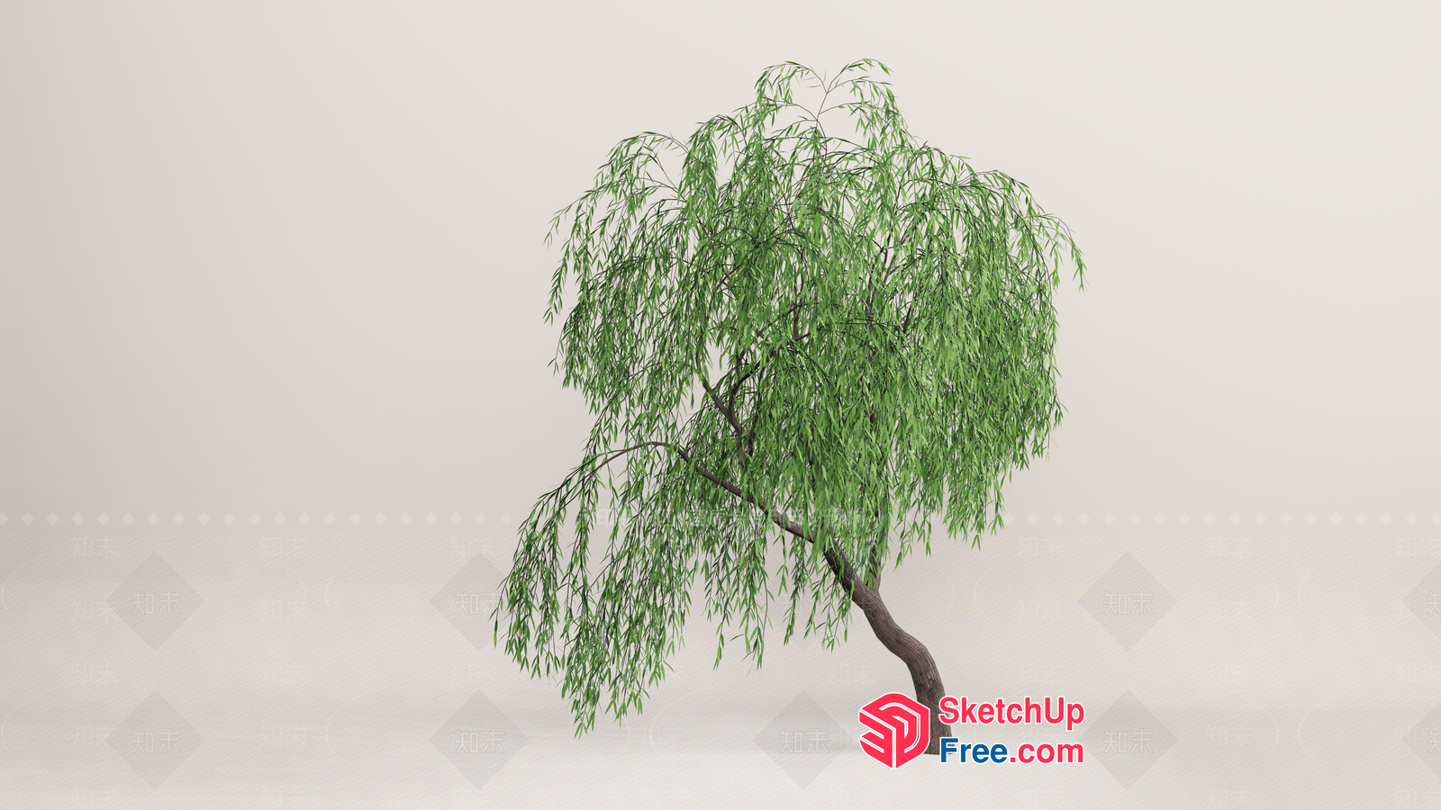 Weeping Willow Tree 3D SketchUp File
