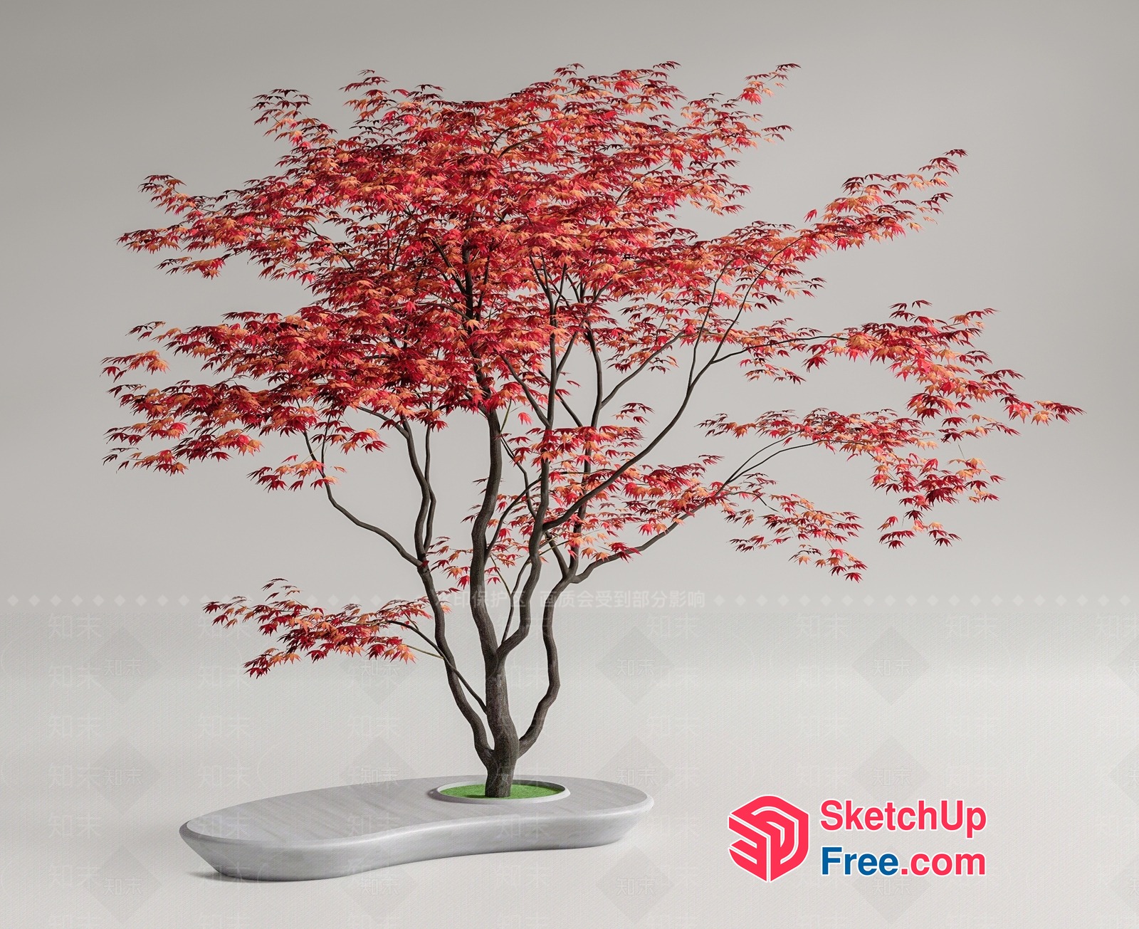 Japanese Maple Tree In Modern White Planter 3D SketchUp File
