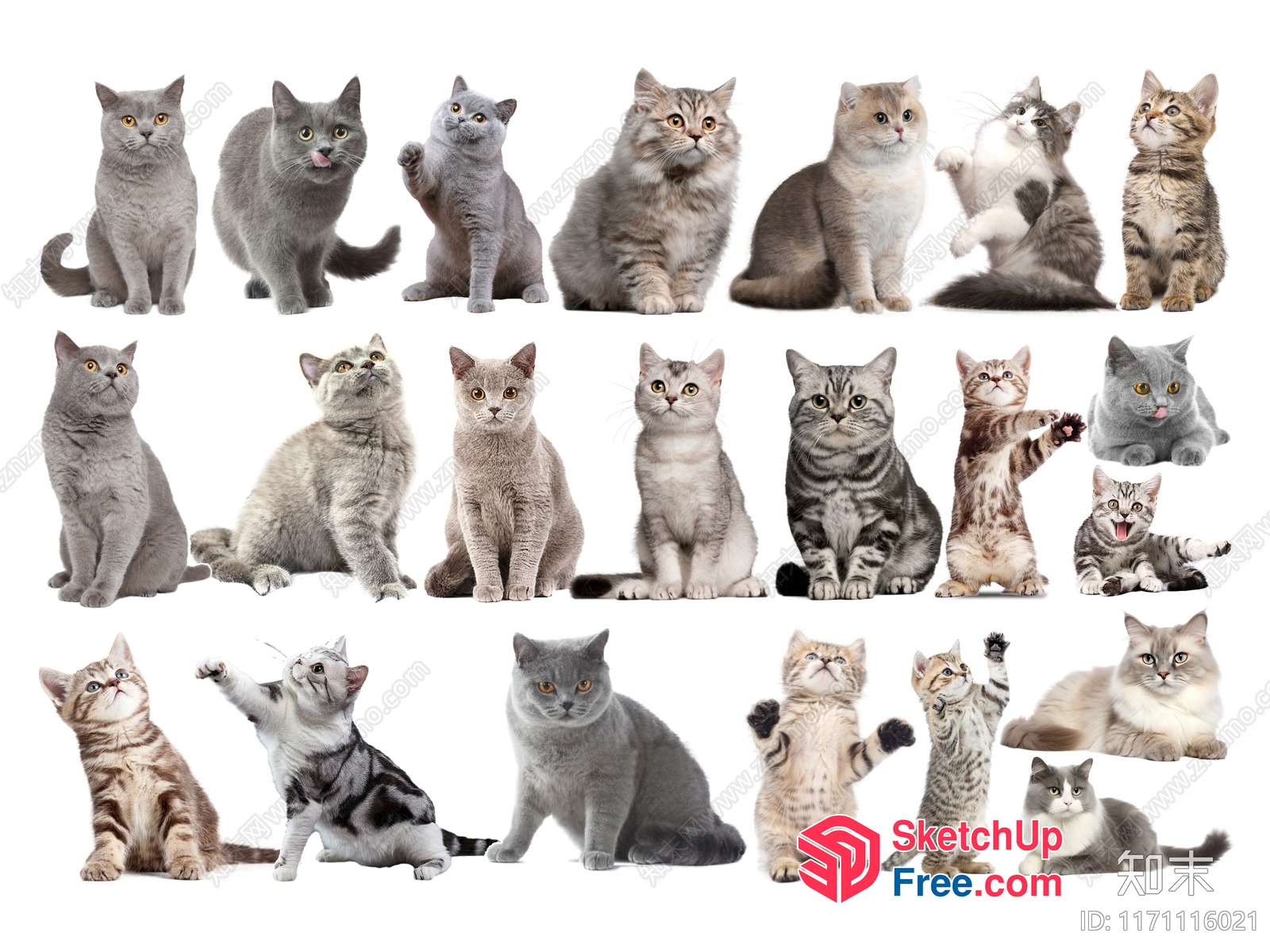 Group Of Cats 3D SketchUp File