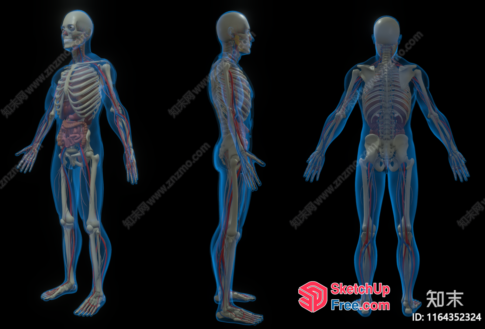 Human Body Anatomy 3D SketchUp File