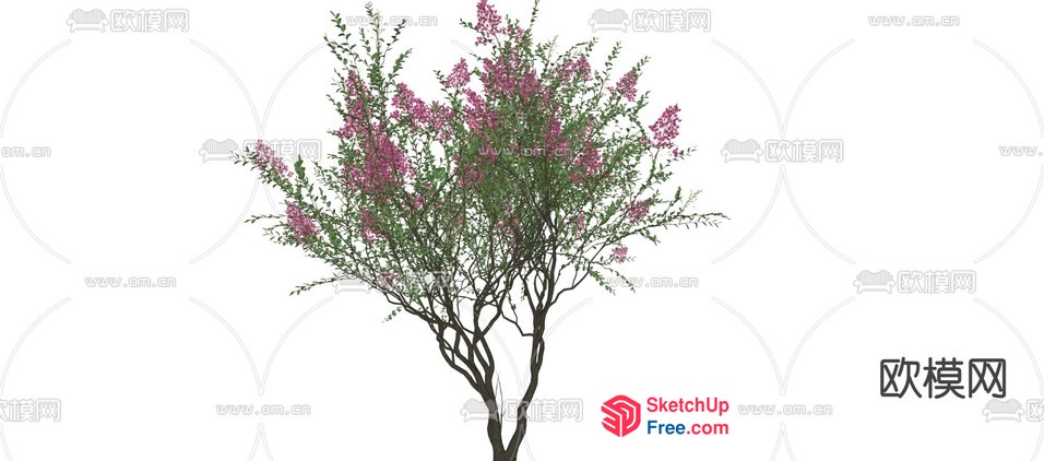 A Tree With Pink Flowers 3D SketchUp File