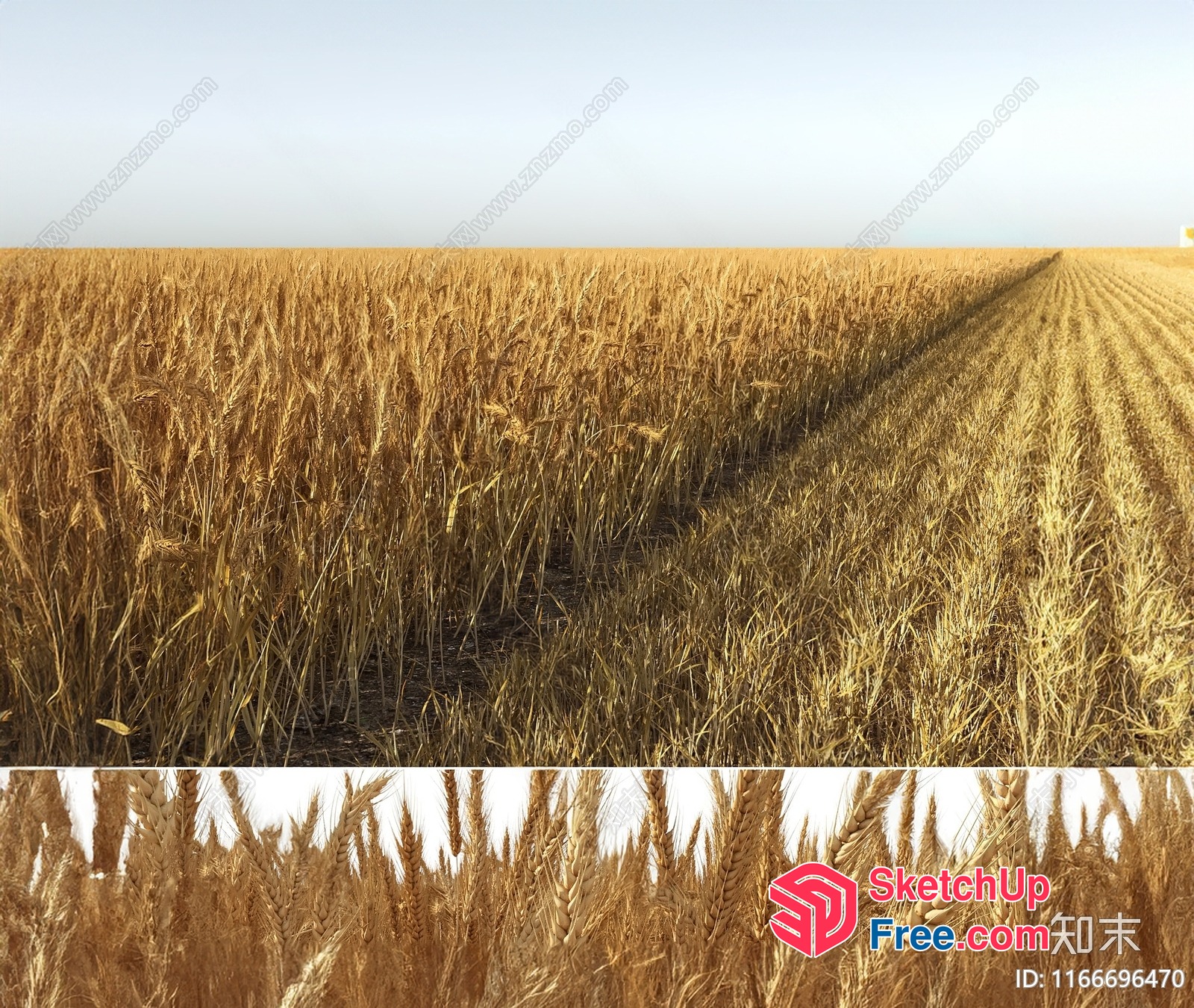 Golden Wheat Field Under Clear Blue Sky 3D SketchUp File