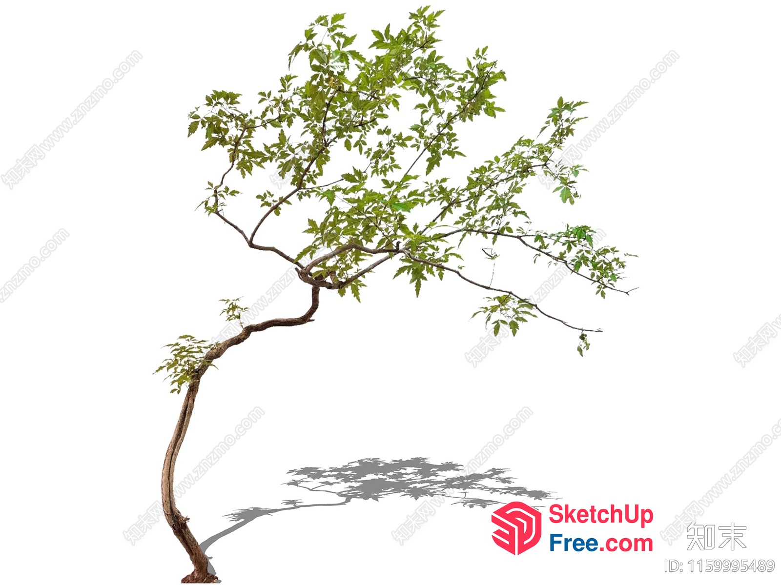 Tree With Green Leaves And Shadow 3D SketchUp File