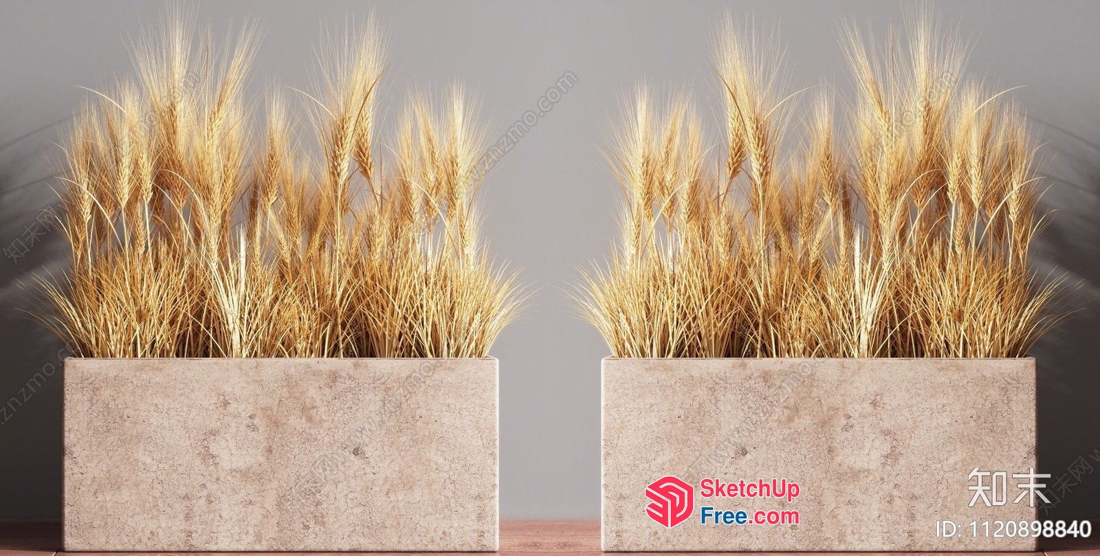 Two Potted Wheat Plants 3D SketchUp File