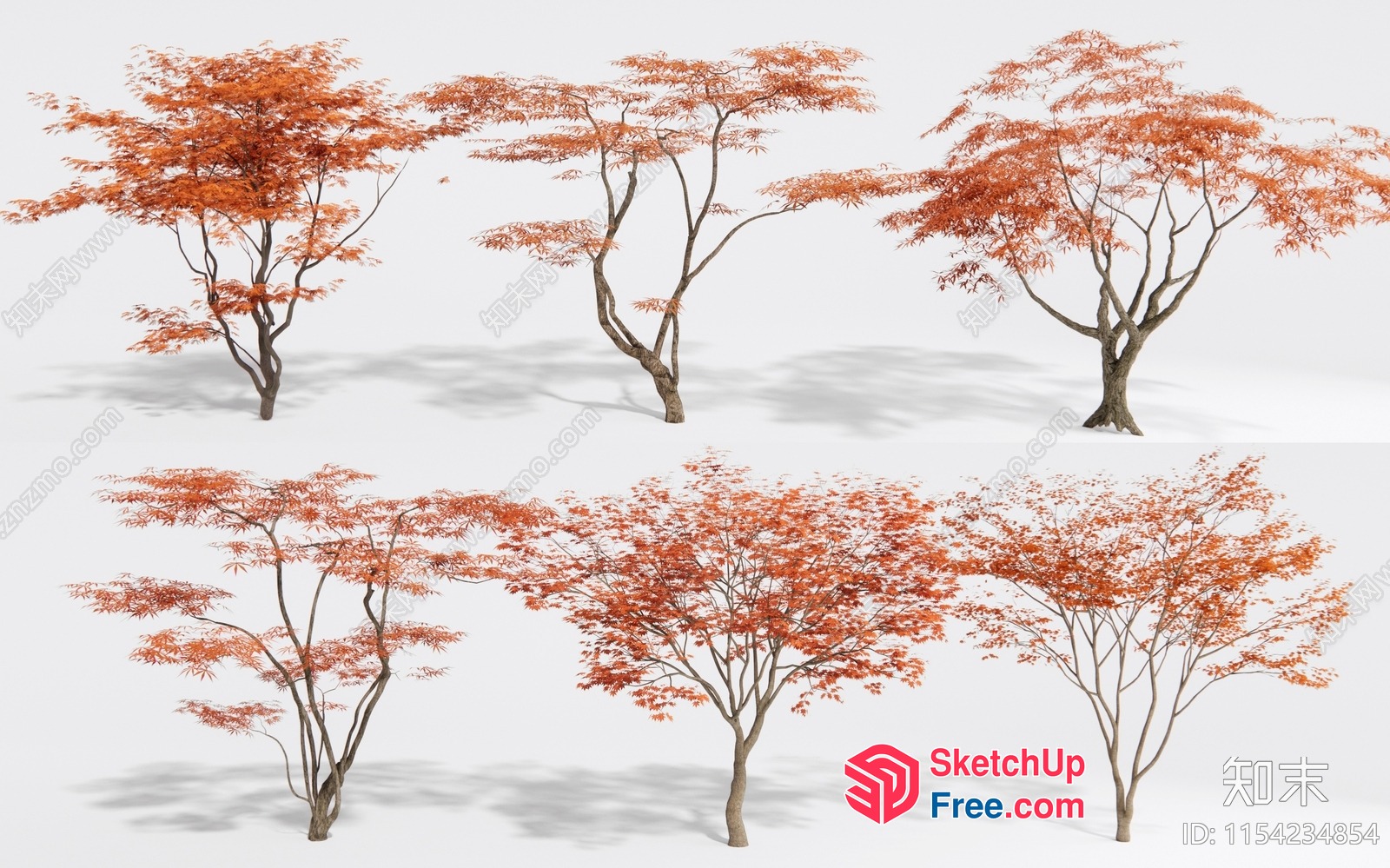 Japanese Maple Trees In Autumn 3D SketchUp File