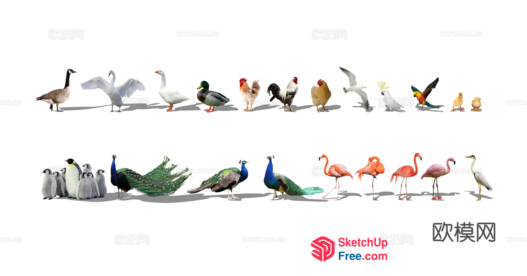 Colorful Birds And Animals In A Row 3D SketchUp File