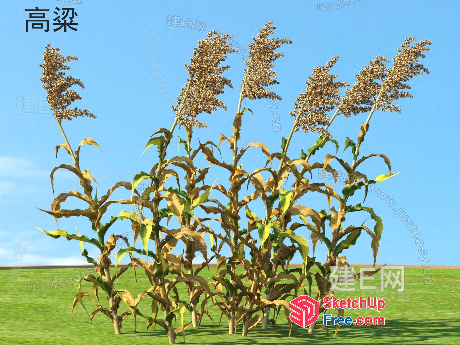 Corn Plants In A Field 3D SketchUp File