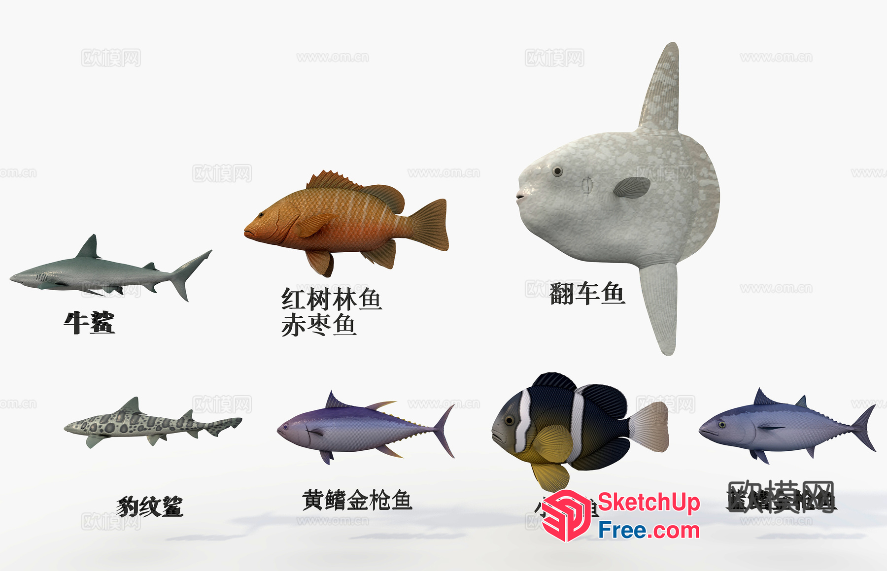 A Collection Of Fish 3D SketchUp File