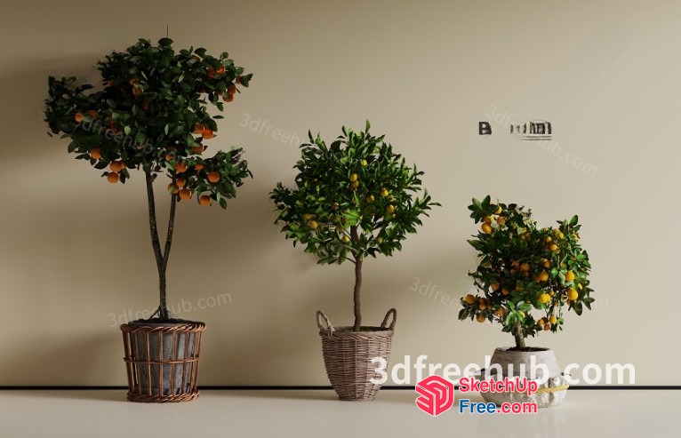 Three Potted Citrus Trees In A Minimalist Interior 3D SketchUp File