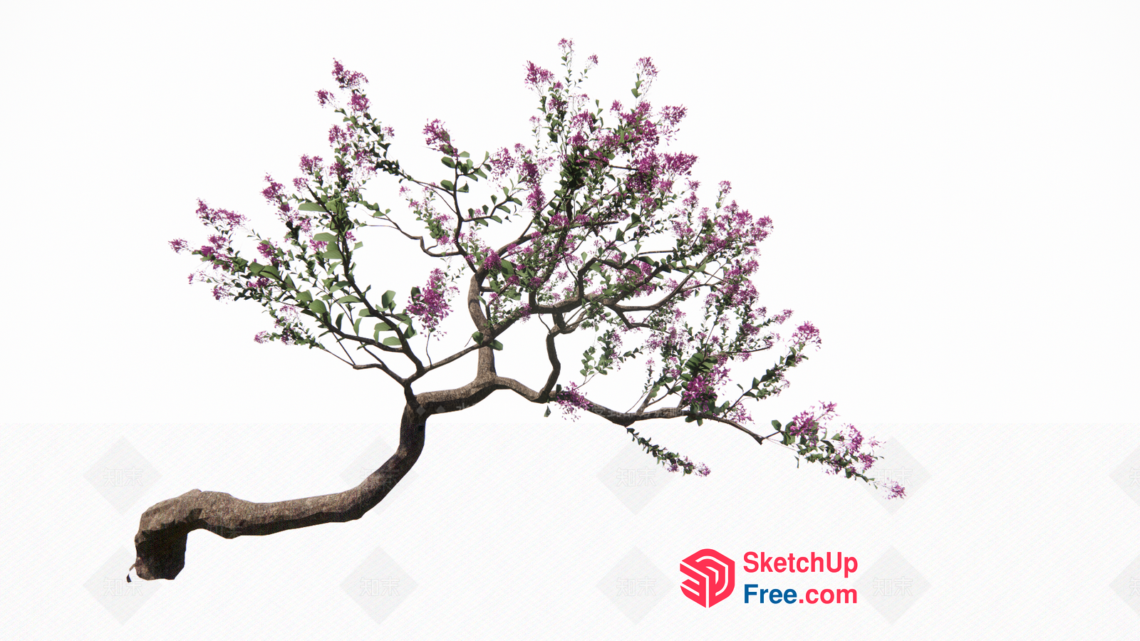 Tree With Purple Flowers And Curved Branches 3D SketchUp File