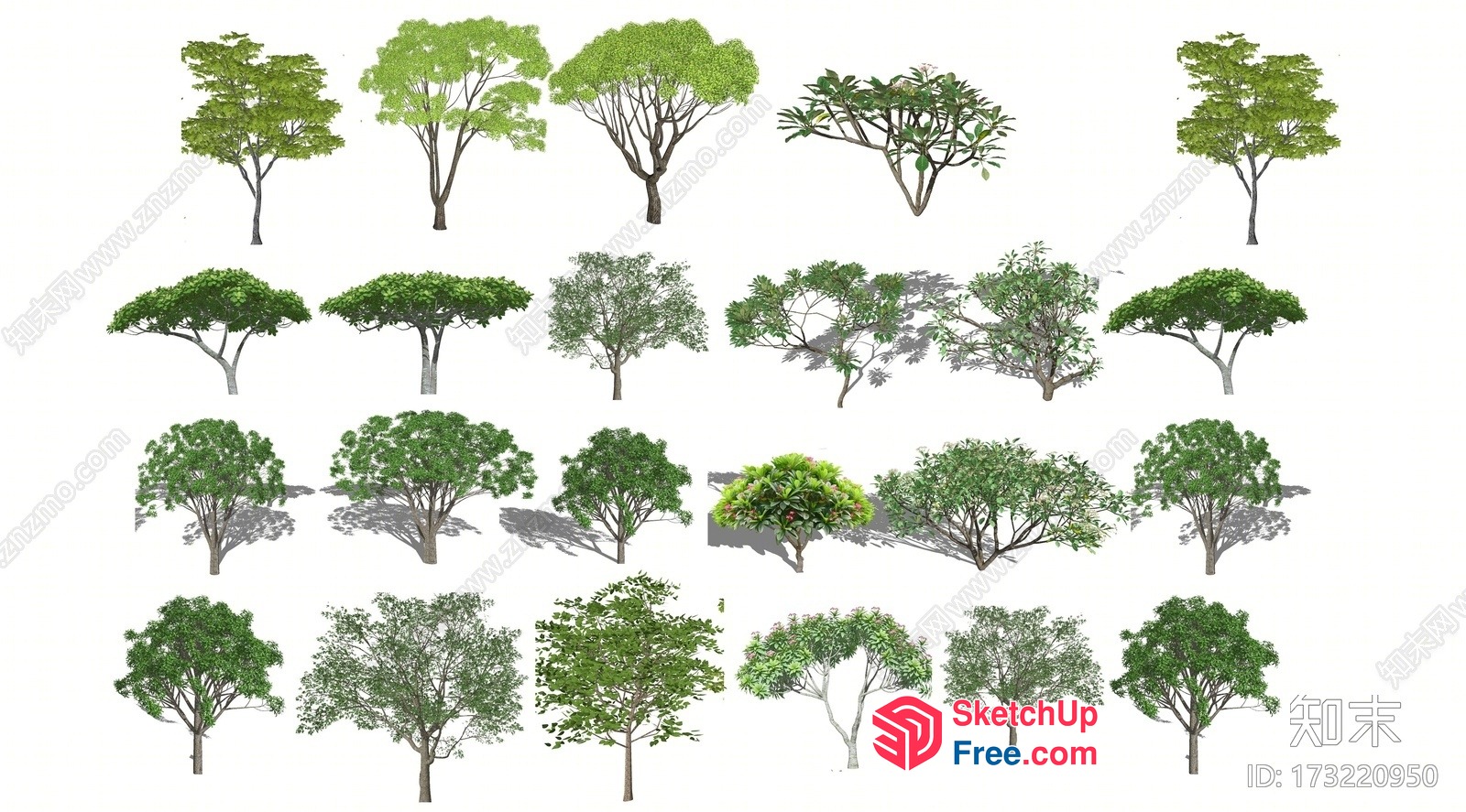 Collection Of Trees In Various Styles 3D SketchUp File