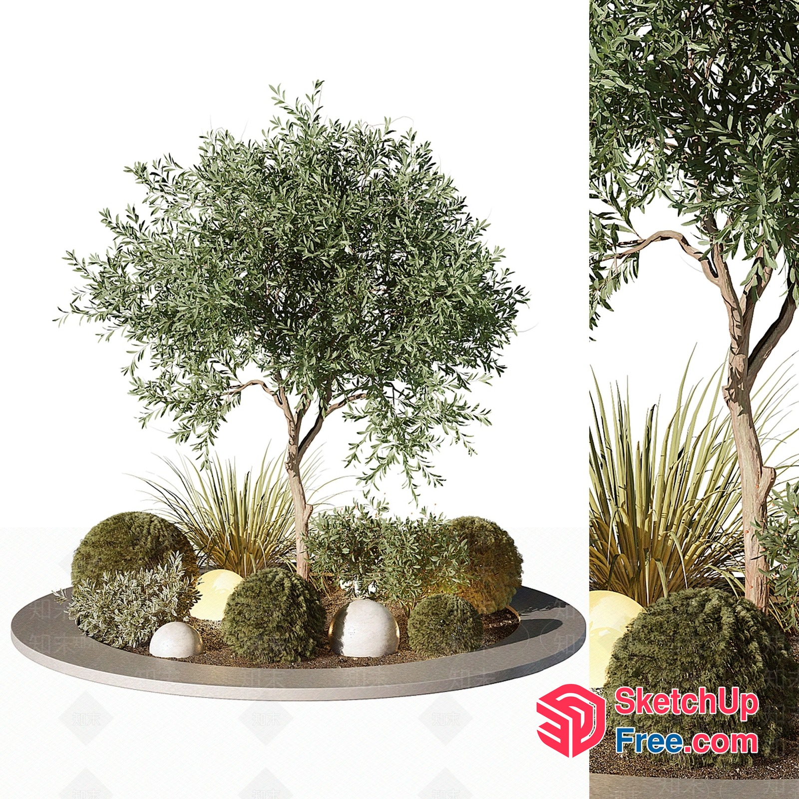 Olive Tree And Decorative Plants 3D SketchUp File