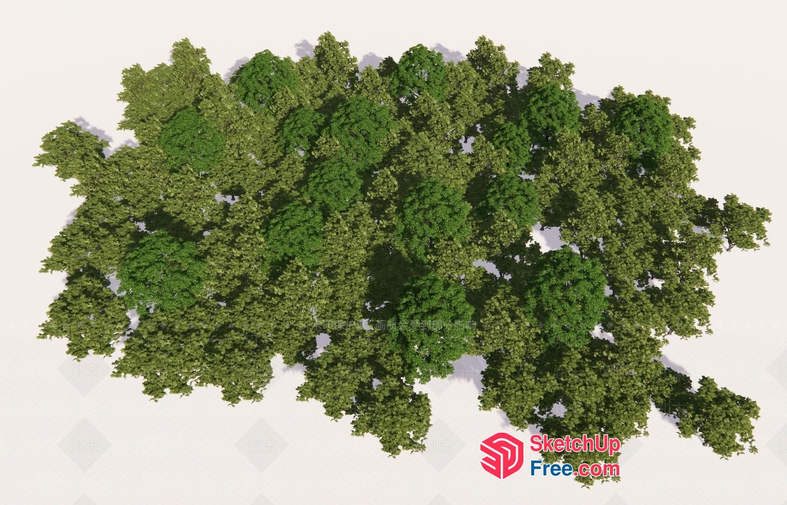 Dense Cluster Of Trees 3D SketchUp File