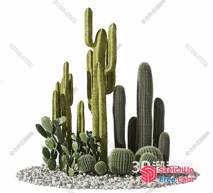 Cacti Garden With Rocks 3D SketchUp File