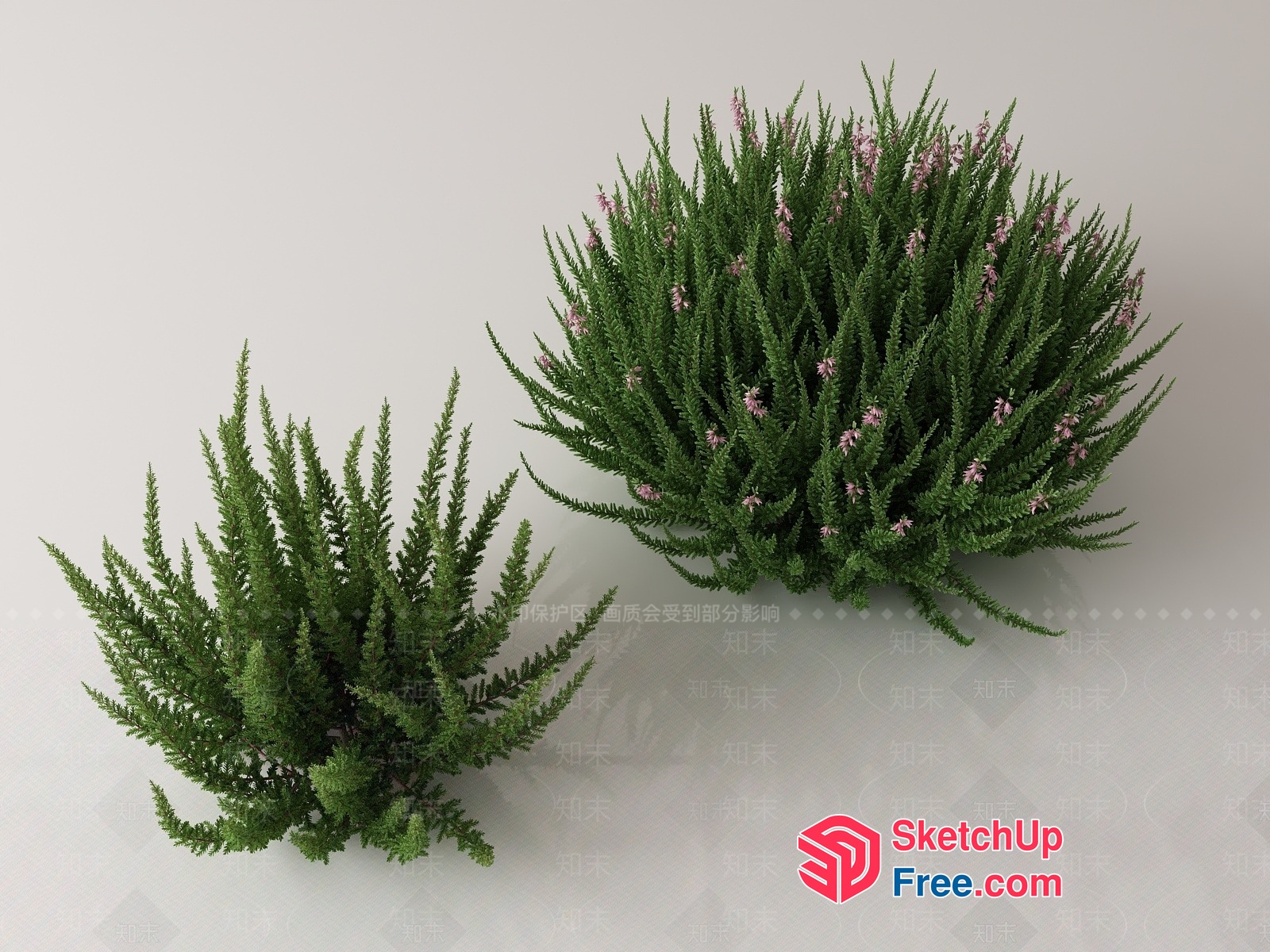Two Green Plants With Delicate Branches 3D SketchUp File