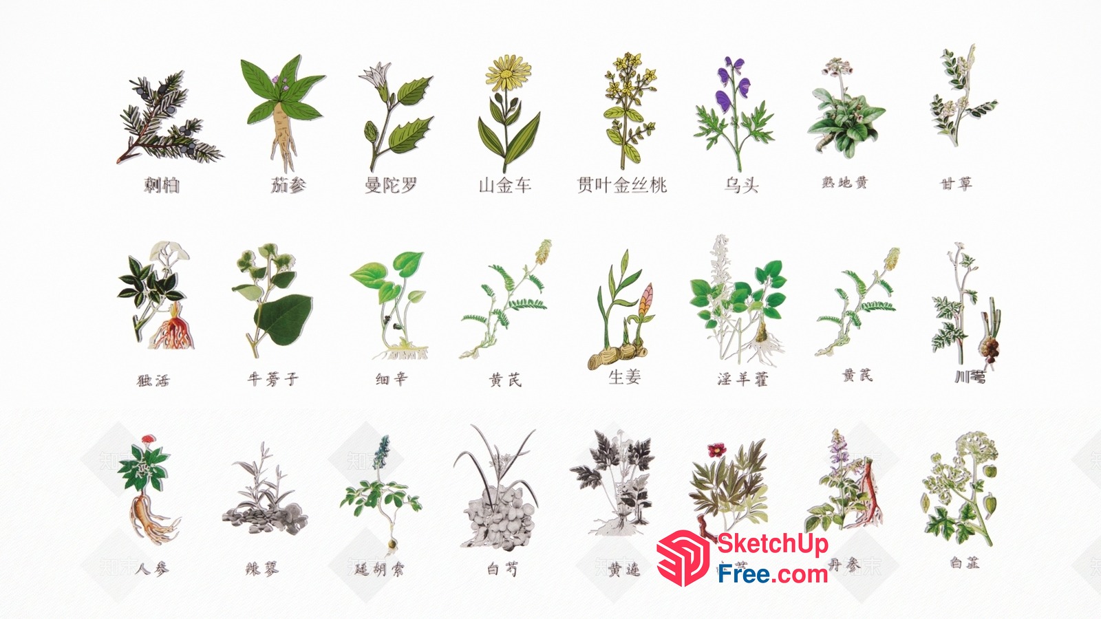 Chinese Herbal Medicine Collection 3D SketchUp File