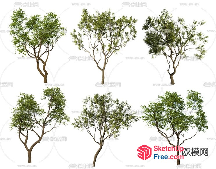 Natural Tree Collection 3D SketchUp File