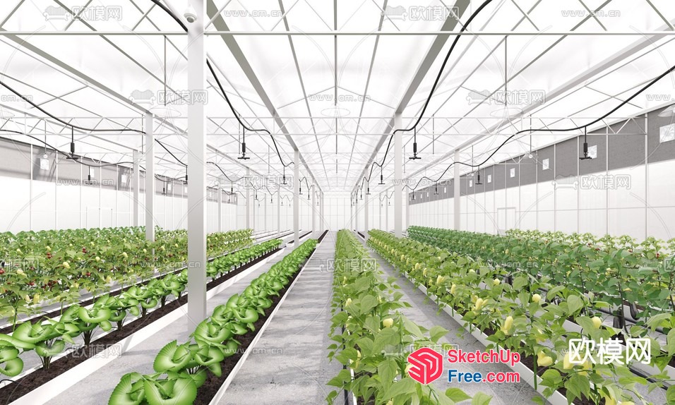 Modern Greenhouse Interior With Rows Of Plants 3D SketchUp File