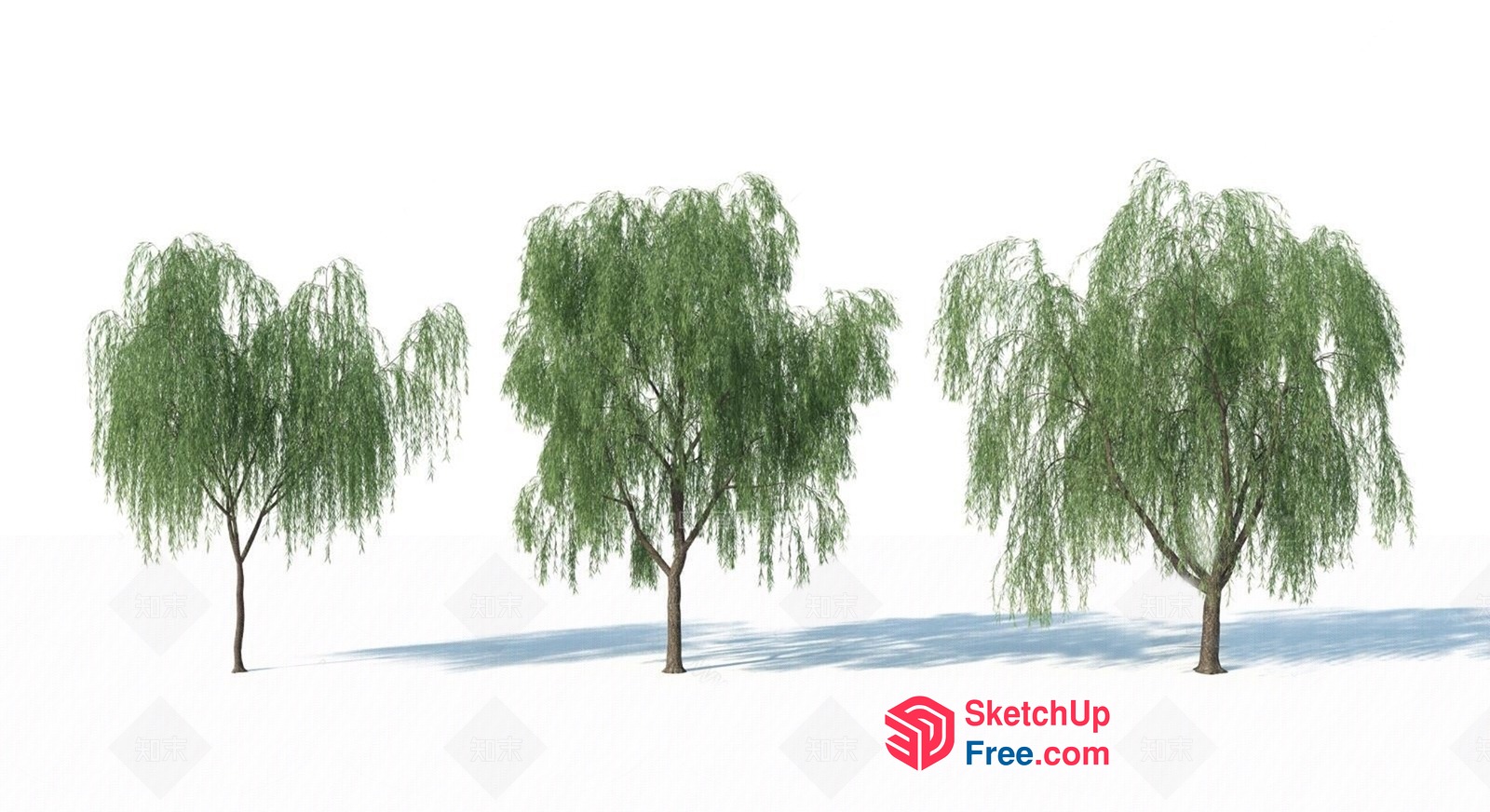 Three Willow Trees In A Row 3D SketchUp File