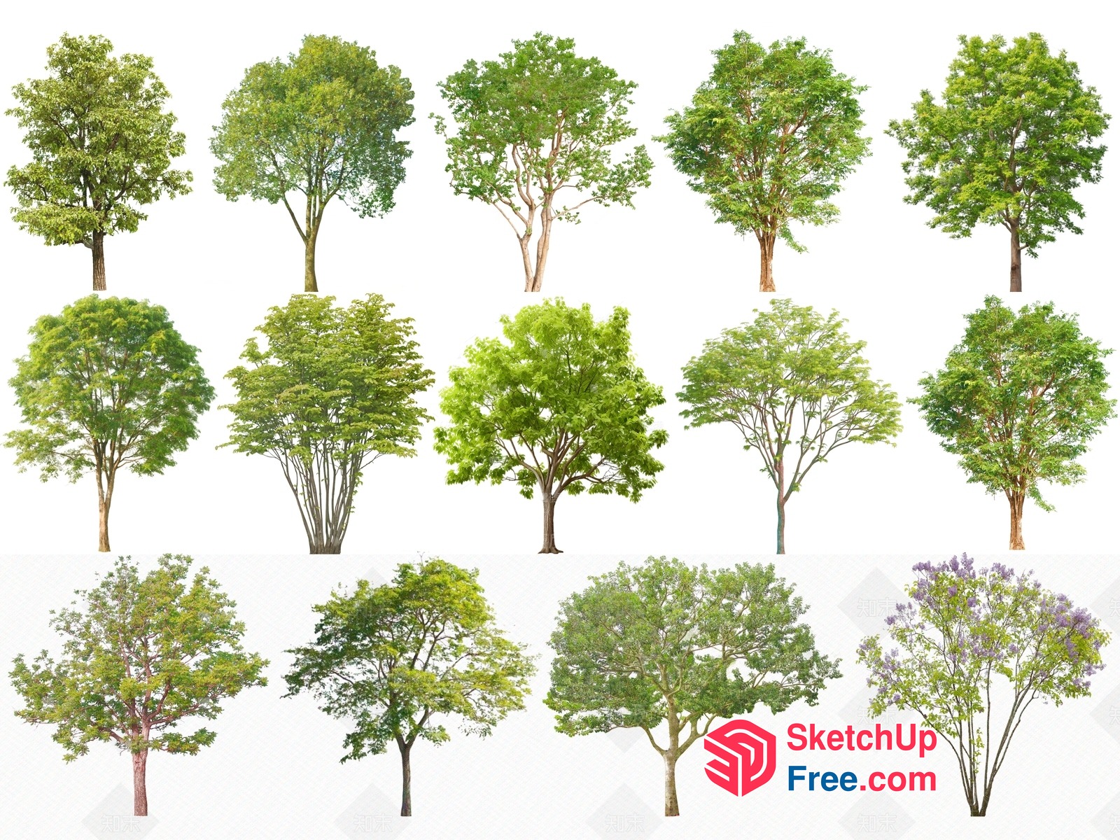 A Collection Of Trees 3D SketchUp File