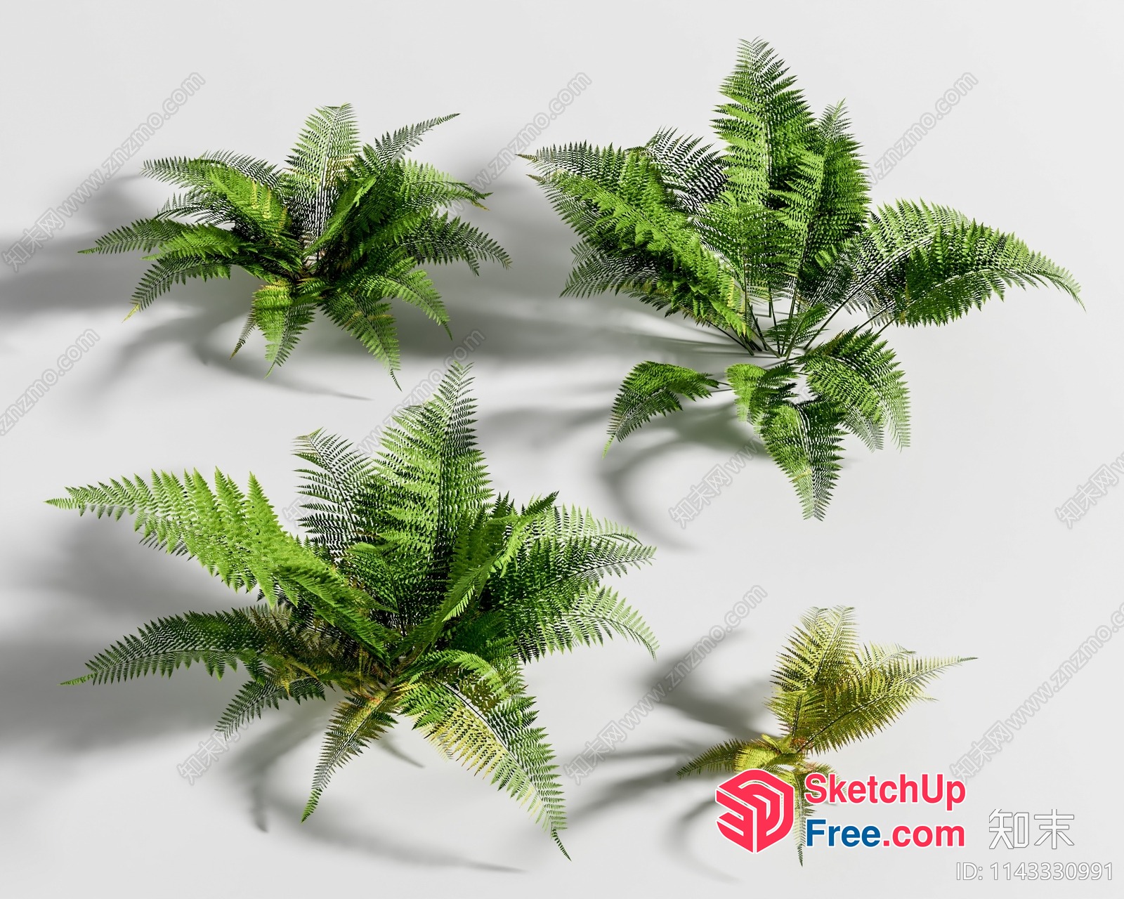Exquisite Ferns Arrangement 3D SketchUp File