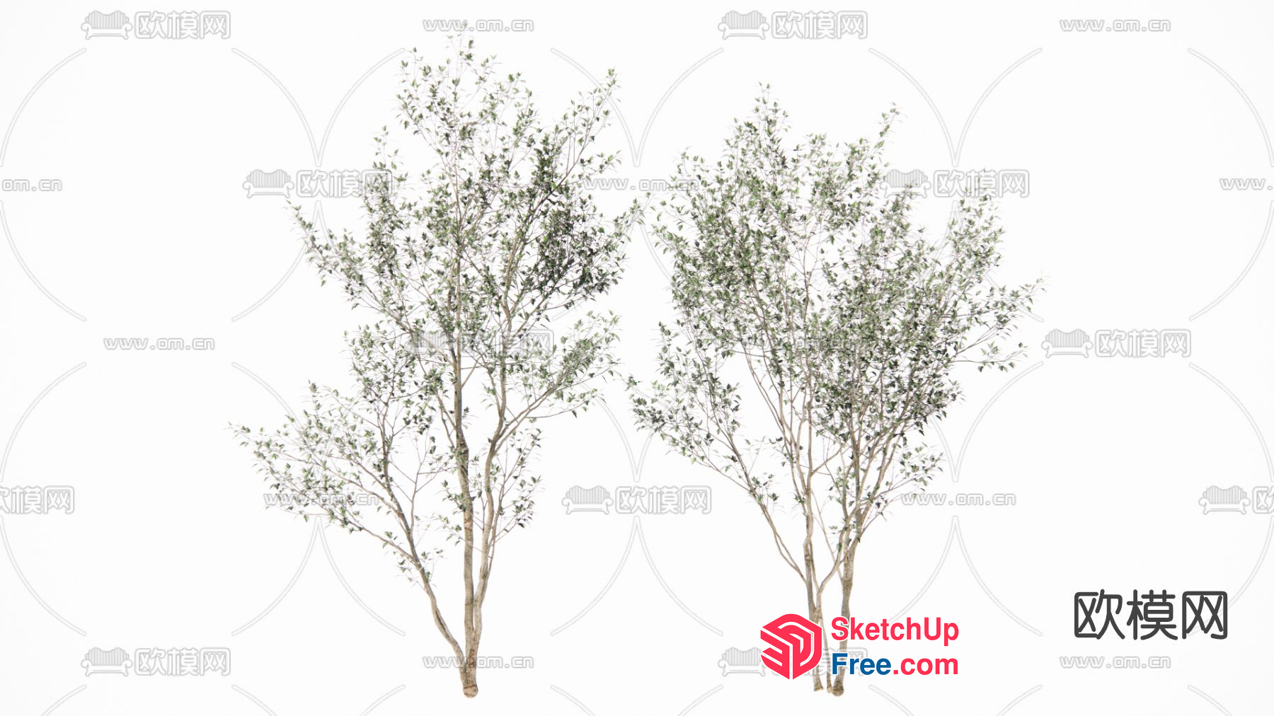 Elegant Trees In A Serene Garden Setting 3D SketchUp File