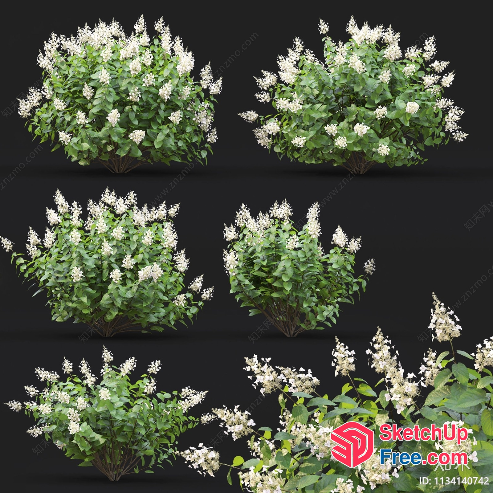 Beautiful 3D Render Of White Flowers And Green Leaves 3D SketchUp File