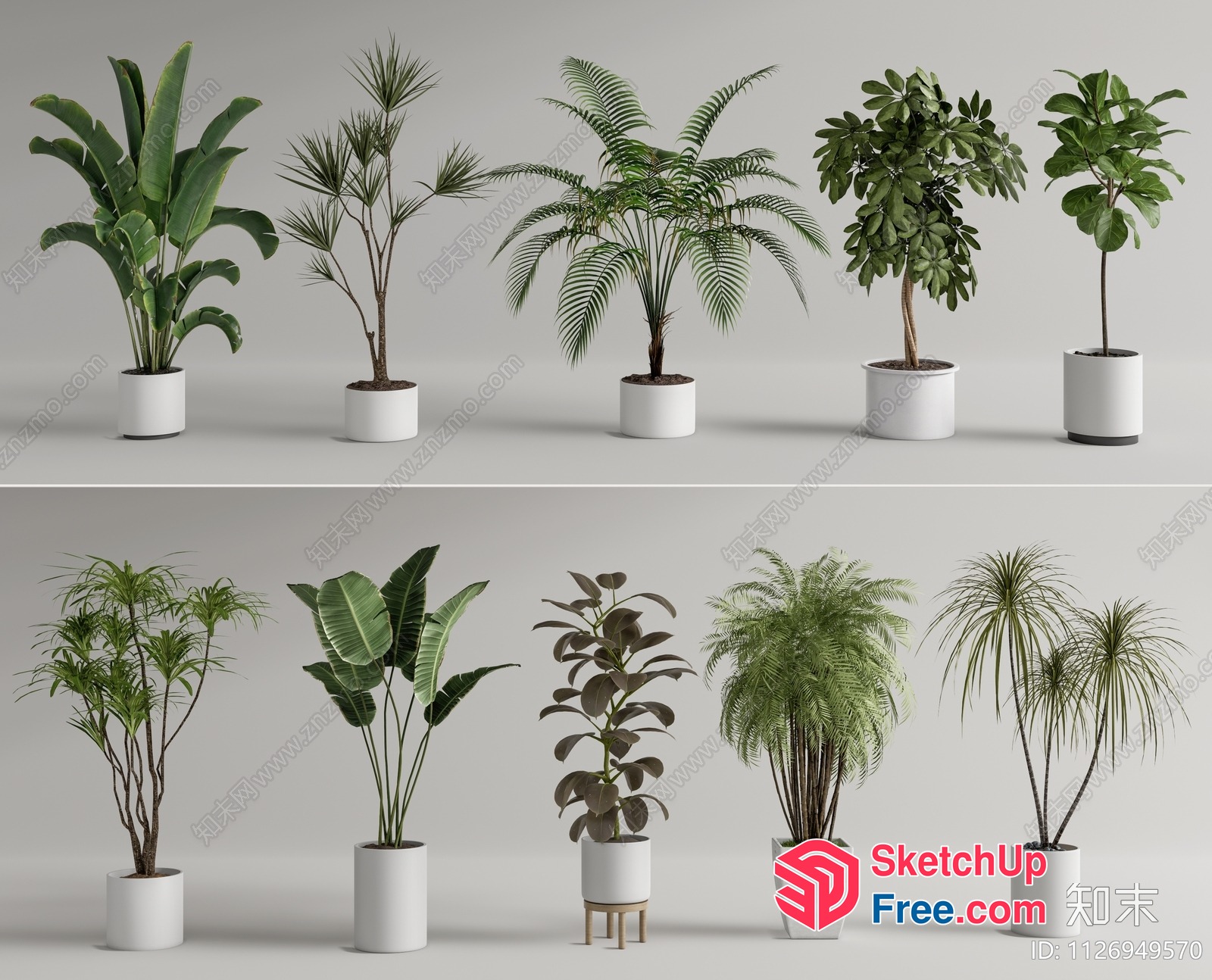 Potted Plants In White Pots 3D SketchUp File