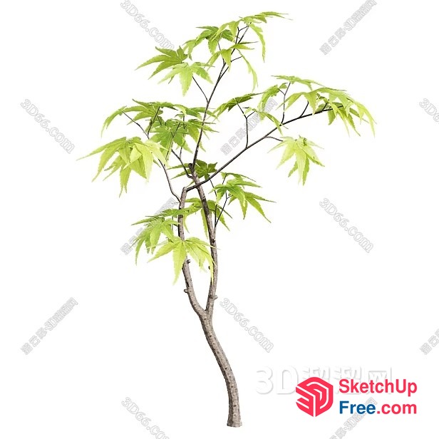 Japanese Maple Tree 3D SketchUp File